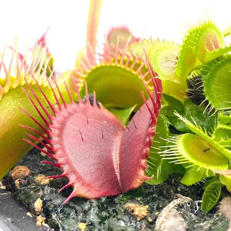 Dionaea muscipula „Phalanx“ 大森食虫植物農園