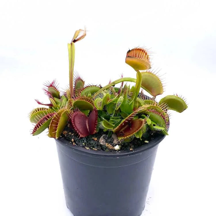 Dionaea muscipula „Phalanx“ 大森食虫植物農園