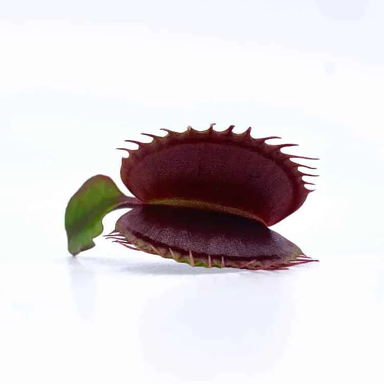 Dionaea muscipula „Pink Venus“ 大森食虫植物農園