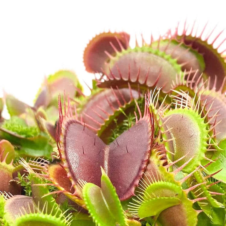 Dionaea muscipula „Pink Venus“ 大森食虫植物農園