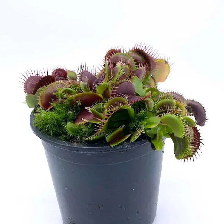 Dionaea muscipula „Pink Venus“ 大森食虫植物農園
