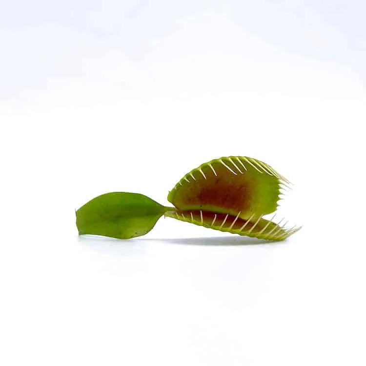 Dionaea muscipula „Pluto #17“ 大森食虫植物農園