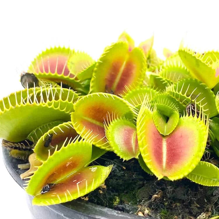 Dionaea muscipula „Pluto #17“ 大森食虫植物農園