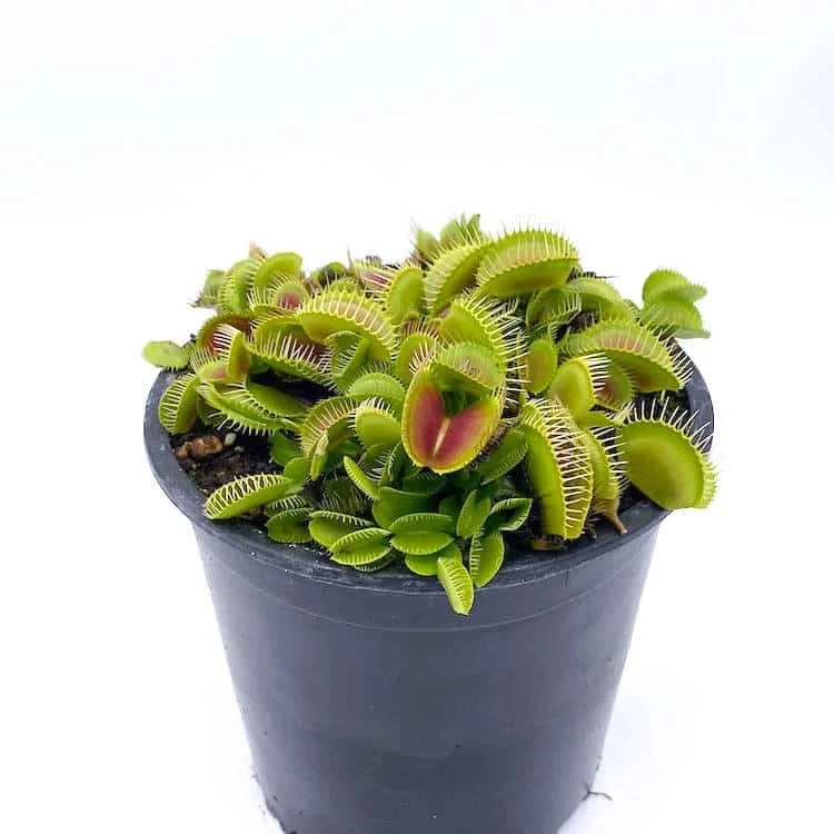 Dionaea muscipula „Pluto #17“ 大森食虫植物農園