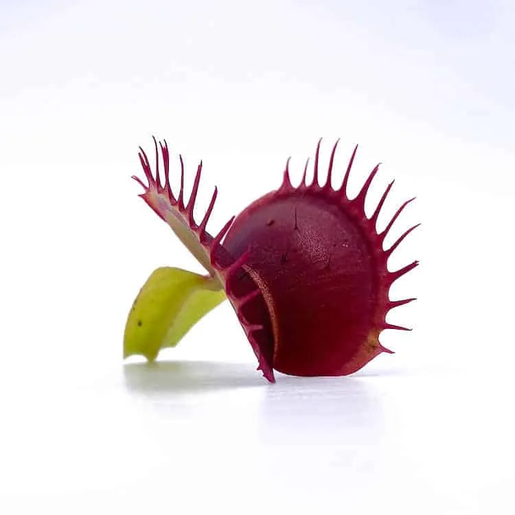 Dionaea muscipula „Predator“ 大森食虫植物農園