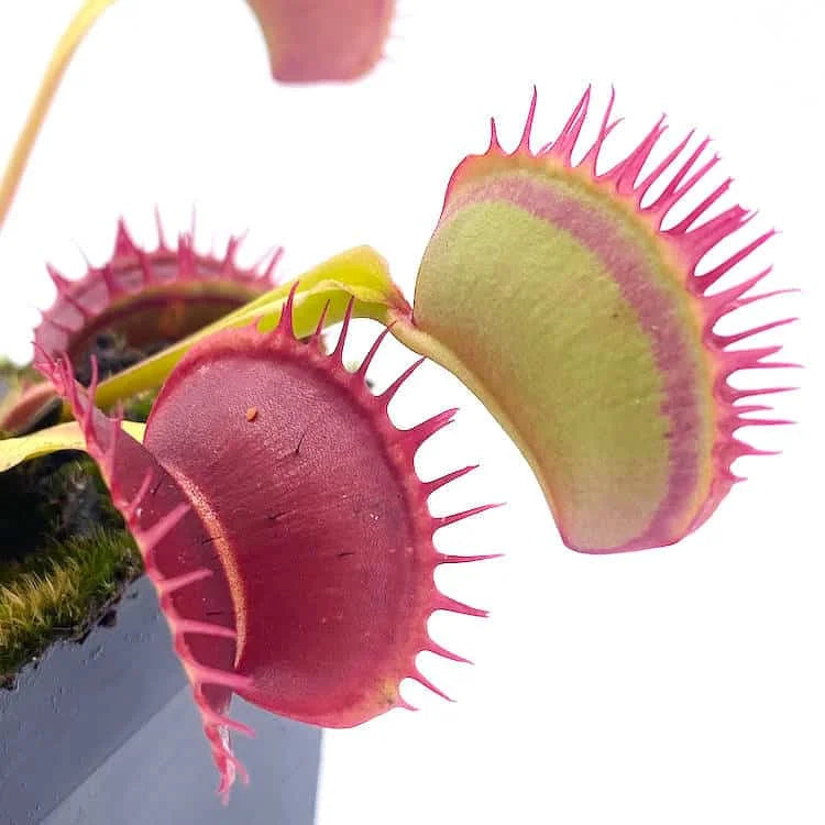 Dionaea muscipula „Predator“ 大森食虫植物農園