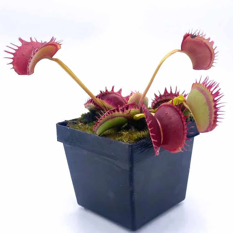 Dionaea muscipula „Predator“ 大森食虫植物農園