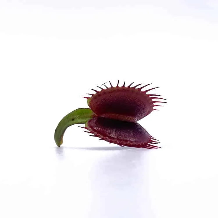 Dionaea muscipula „Pygmy“ 大森食虫植物農園