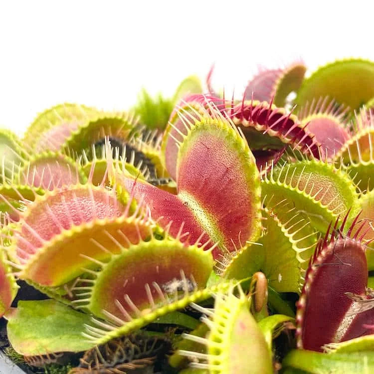 Dionaea muscipula “Pygmy“ 大森食虫植物農園