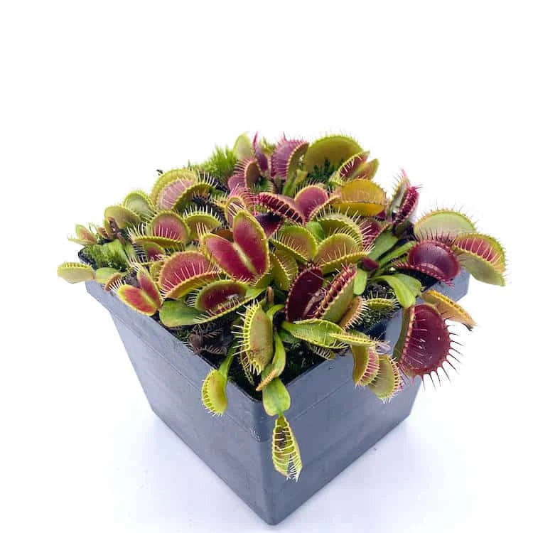 Dionaea muscipula “Pygmy“ 大森食虫植物農園