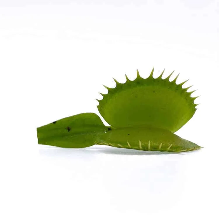 Dionaea muscipula „Raptor“ 大森食虫植物農園
