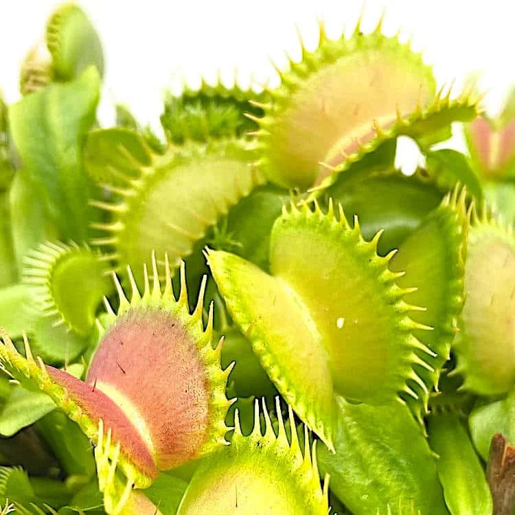 Dionaea muscipula „Raptor“ 大森食虫植物農園