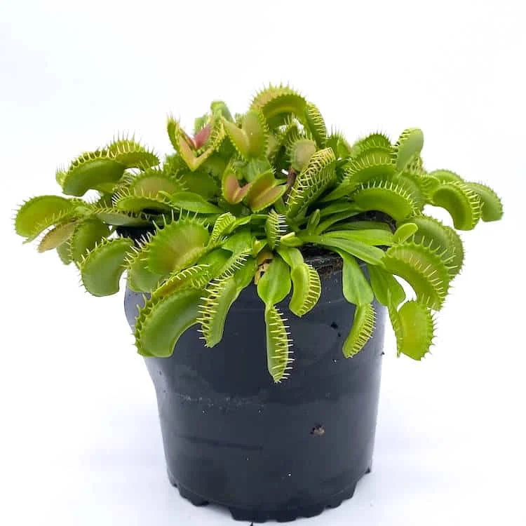 Dionaea muscipula „Raptor“ 大森食虫植物農園