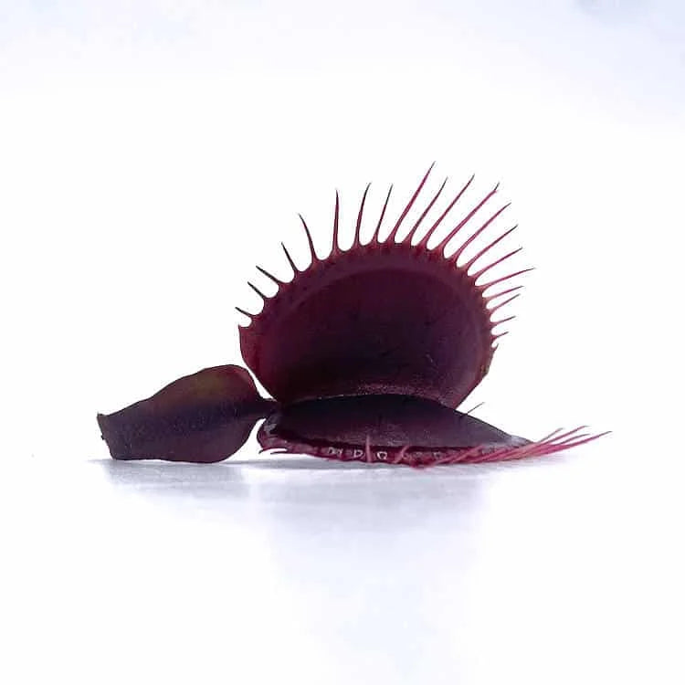 Dionaea muscipula „Red Burgundy“ 大森食虫植物農園