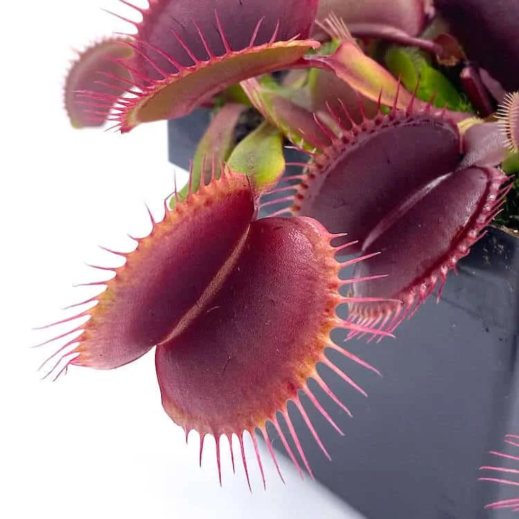 Dionaea muscipula “Red Burgundy“ 大森食虫植物農園