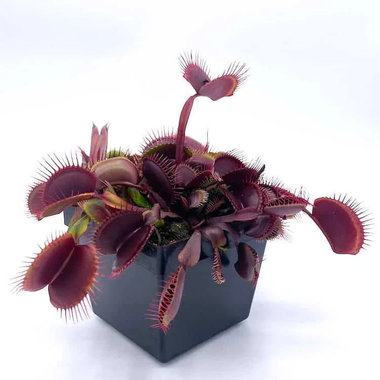 Dionaea muscipula “Red Burgundy“ 大森食虫植物農園