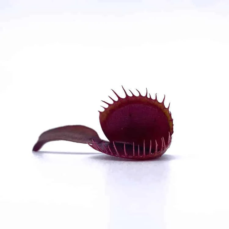 Dionaea muscipula “Red Cup Trap“ 大森食虫植物農園