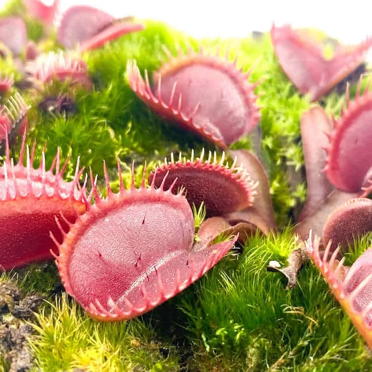 Dionaea muscipula “Red Cup Trap“ 大森食虫植物農園