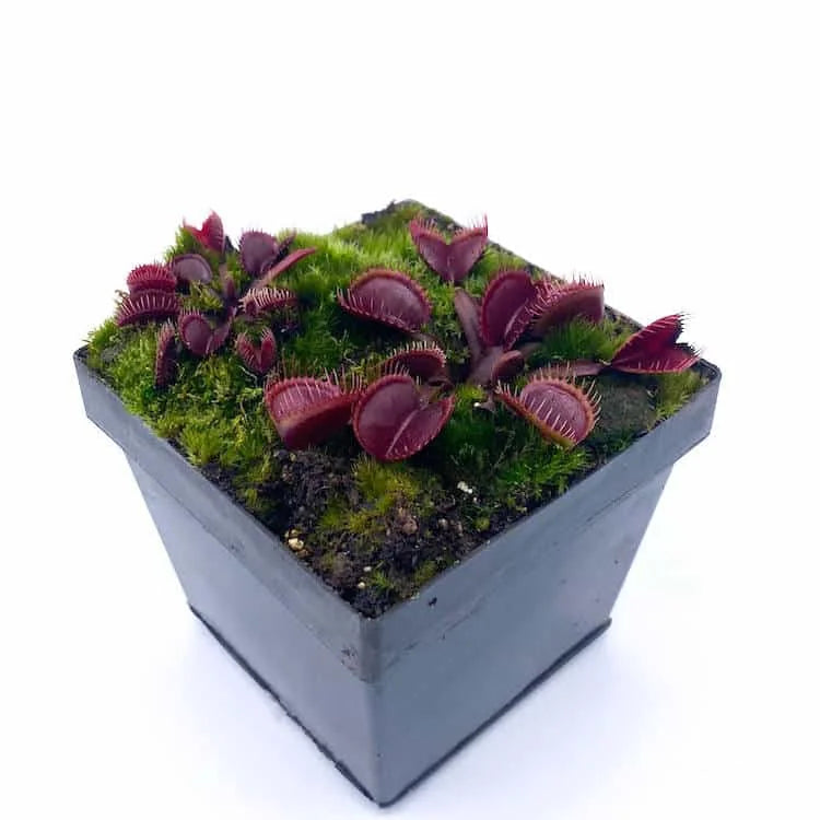 Dionaea muscipula „Red Cup Trap“ 大森食虫植物農園