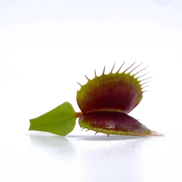 Dionaea muscipula “Red/Green“ 大森食虫植物農園