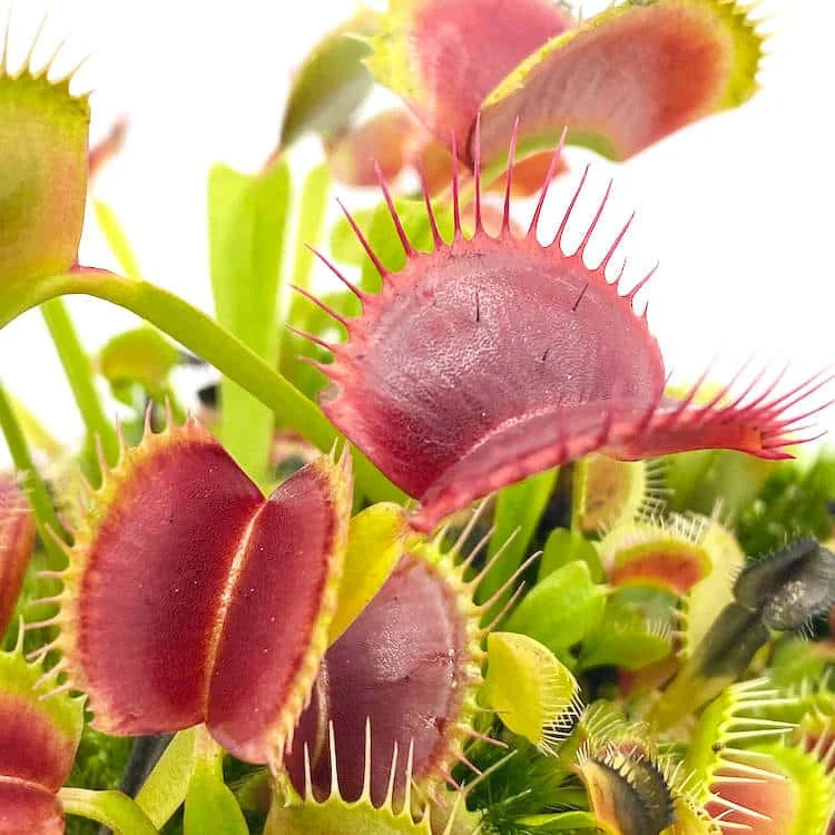 Dionaea muscipula “Red/Green“ 大森食虫植物農園
