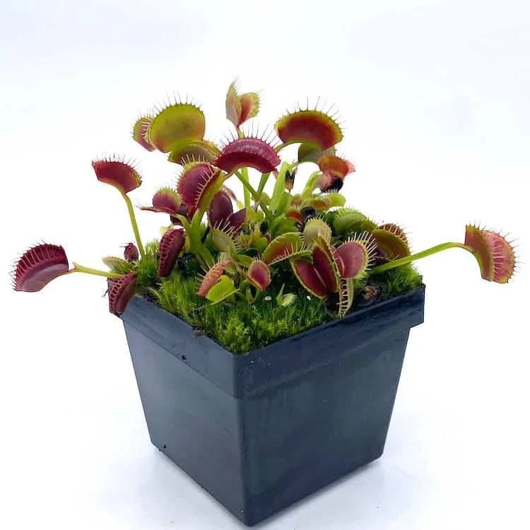 Dionaea muscipula „Red/Green“ 大森食虫植物農園