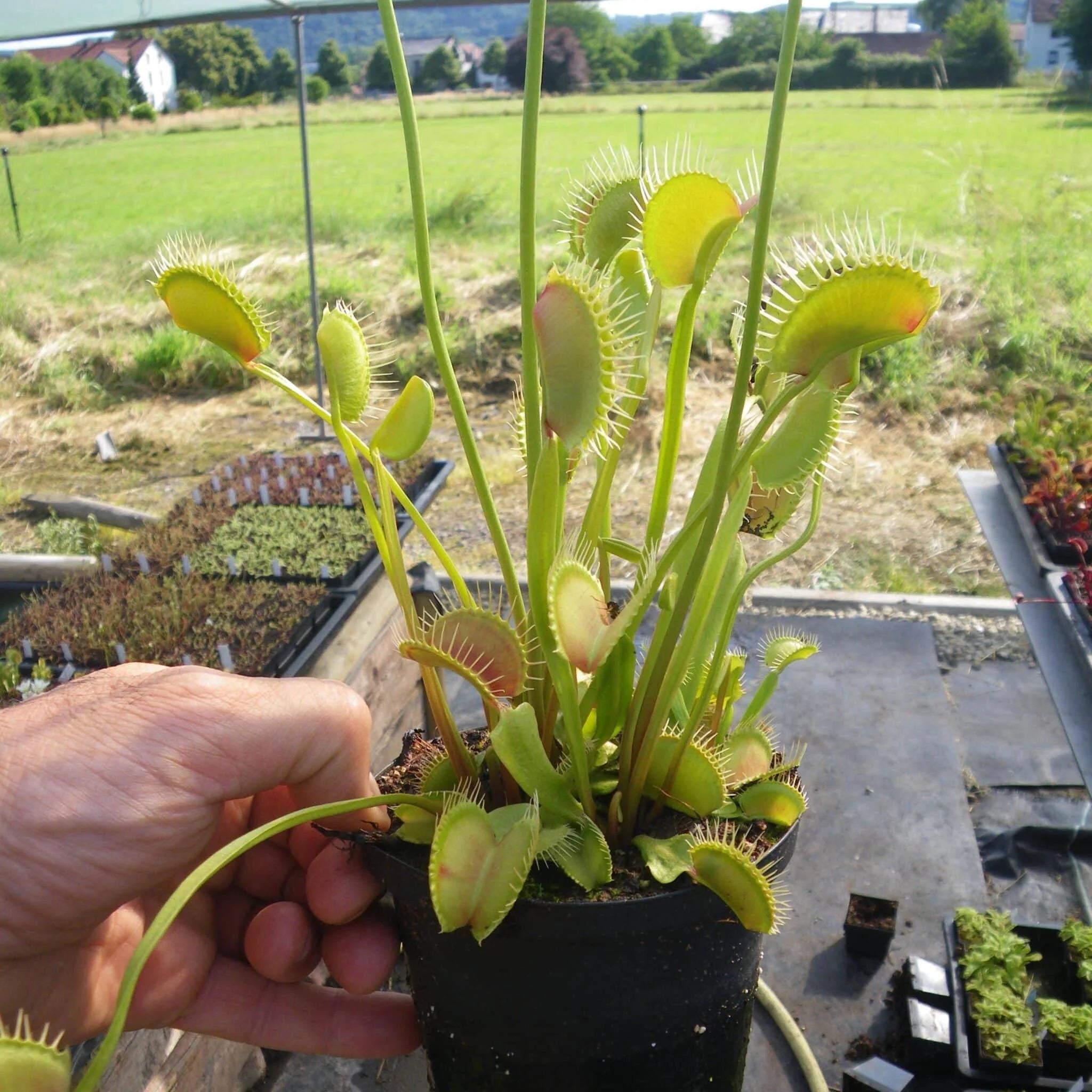 Dionaea muscipula „Red Line“ 大森食虫植物農園