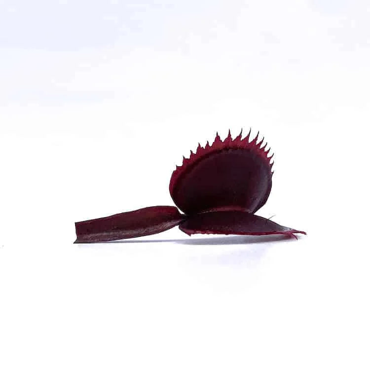 Dionaea muscipula „Red Piranha“ 大森食虫植物農園