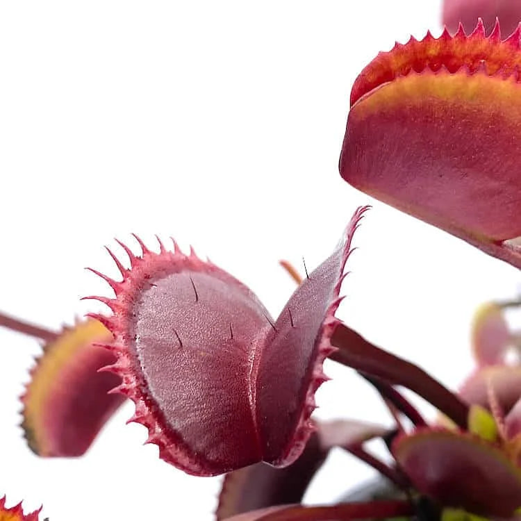 Dionaea muscipula “Red Piranha“ 大森食虫植物農園