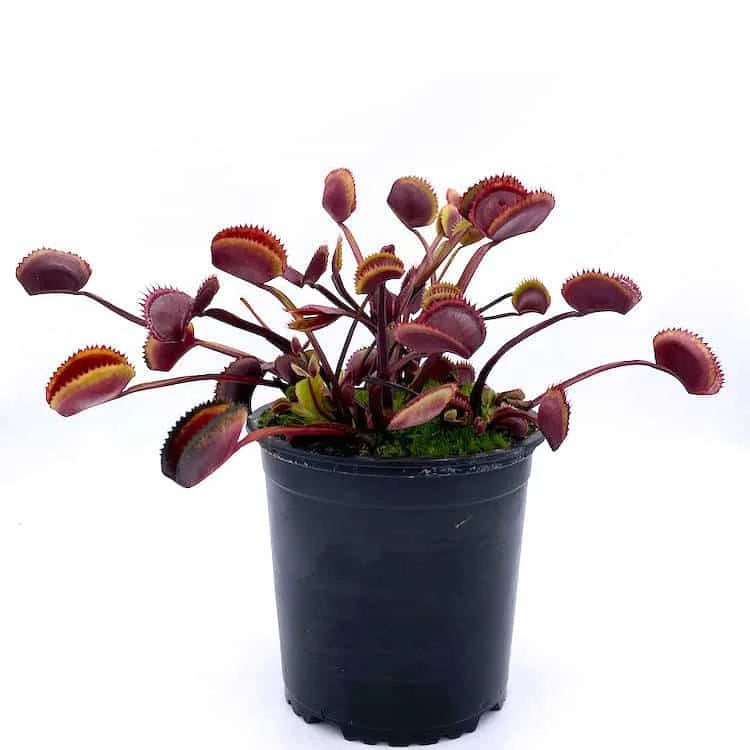Dionaea muscipula “Red Piranha“ 大森食虫植物農園