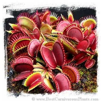 Dionaea muscipula 'Red Purple' [BCP ID# 1499] / 3株の苗, 3-6 cm 大森食虫植物農園