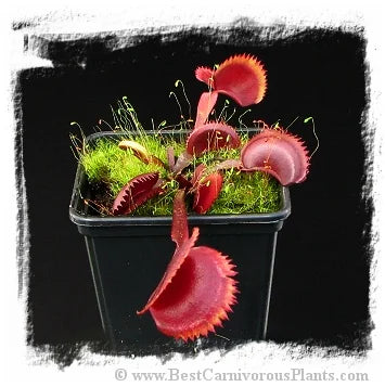 Dionaea muscipula 'Red Sawtooth' [BCP ID# 1498] / 2株の苗, 2-4 cm 大森食虫植物農園
