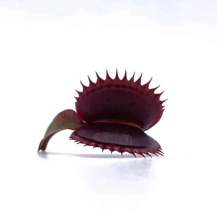 Dionaea muscipula “Red Shark Teeth“ 大森食虫植物農園