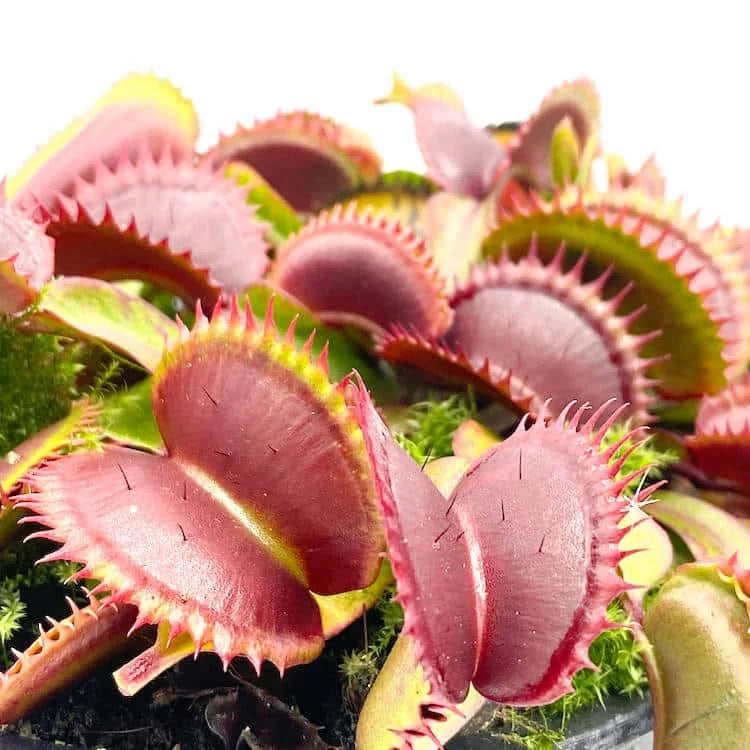 Dionaea muscipula „Red Shark Teeth“ 大森食虫植物農園
