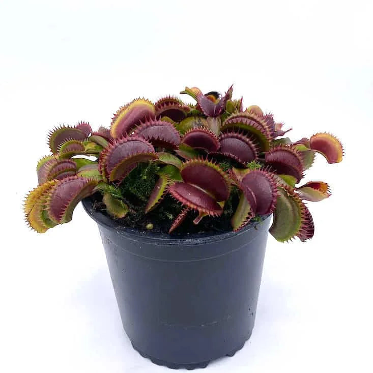 Dionaea muscipula „Red Shark Teeth“ 大森食虫植物農園