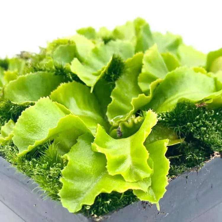 Dionaea muscipula „Rose“ 大森食虫植物農園