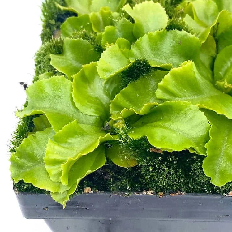 Dionaea muscipula “Rose“ 大森食虫植物農園
