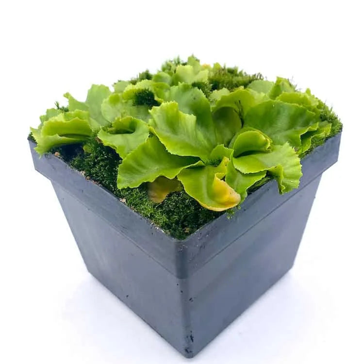 Dionaea muscipula „Rose“ 大森食虫植物農園