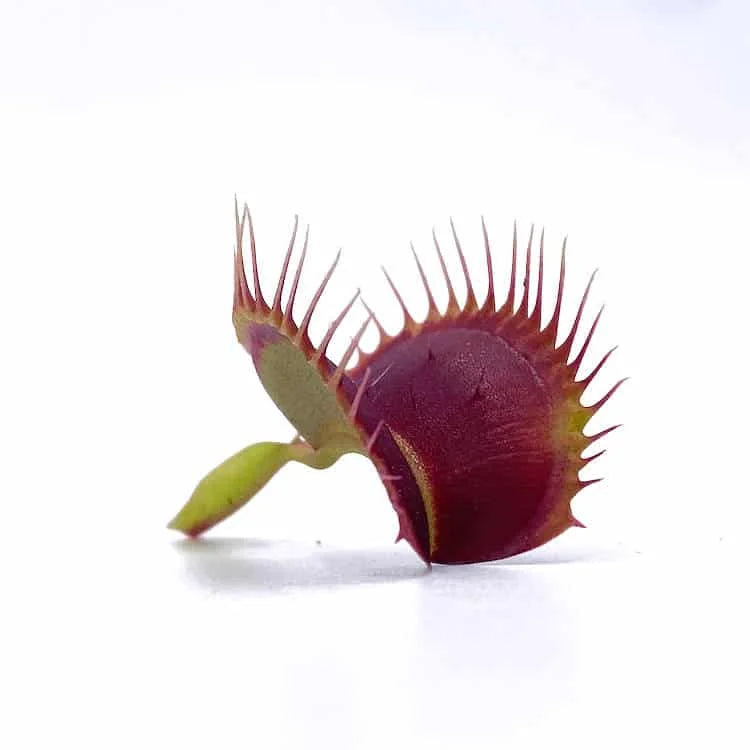 Dionaea muscipula „Rouge Sombre“ 大森食虫植物農園