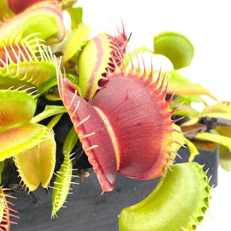 Dionaea muscipula „Rouge Sombre“ 大森食虫植物農園