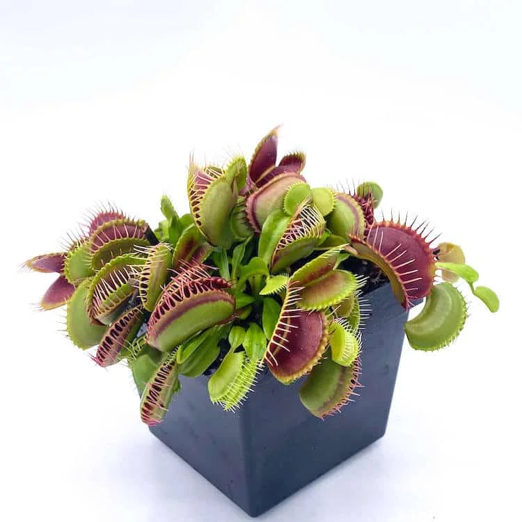 Dionaea muscipula „Rouge Sombre“ 大森食虫植物農園