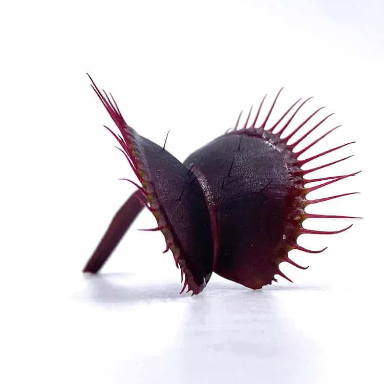 Dionaea muscipula „Royal Red“ 大森食虫植物農園