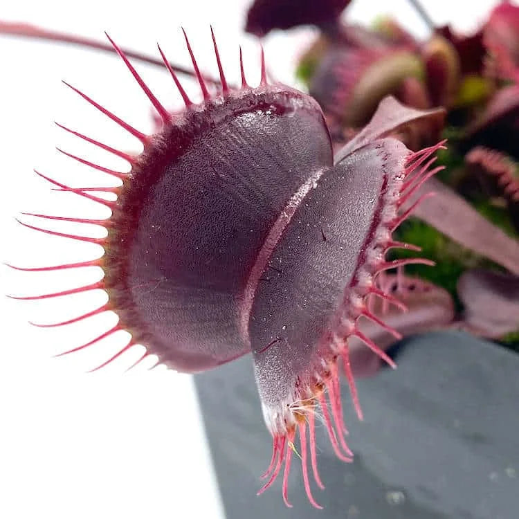 Dionaea muscipula „Royal Red“ 大森食虫植物農園