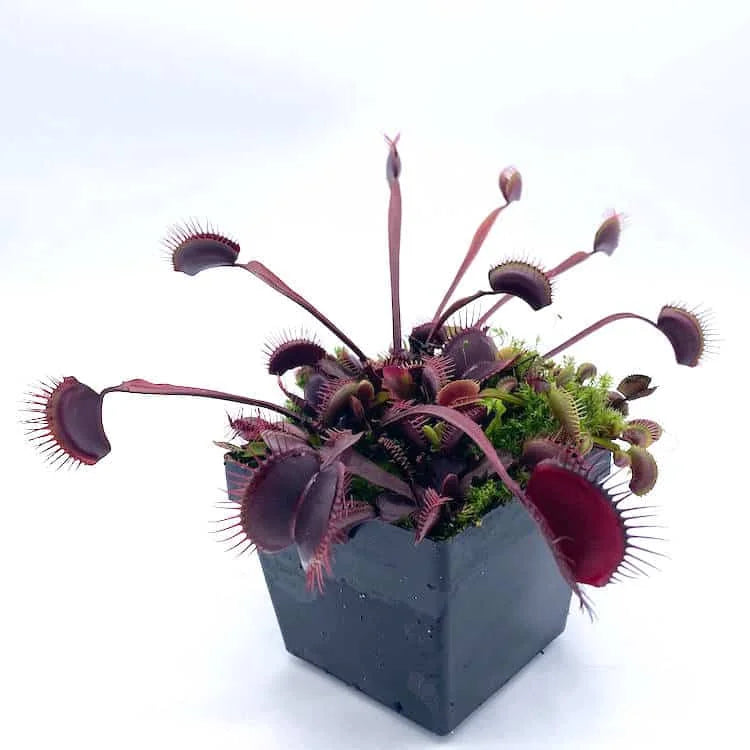 Dionaea muscipula „Royal Red“ 大森食虫植物農園