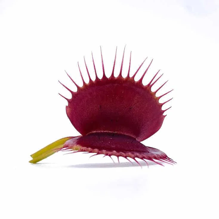 Dionaea muscipula “SD Draco“ 大森食虫植物農園