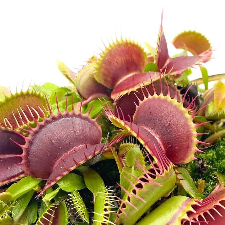 Dionaea muscipula „SD Draco“ 大森食虫植物農園