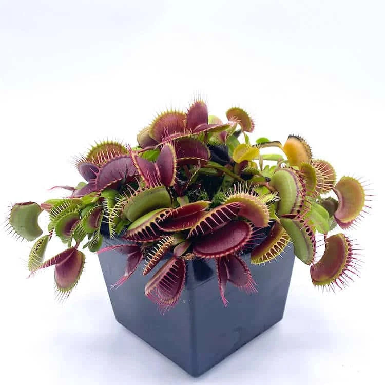 Dionaea muscipula „SD Draco“ 大森食虫植物農園