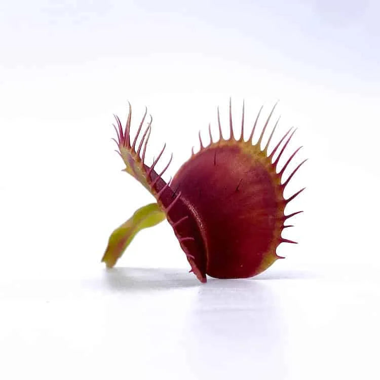 Dionaea muscipula „SL 14“ 大森食虫植物農園