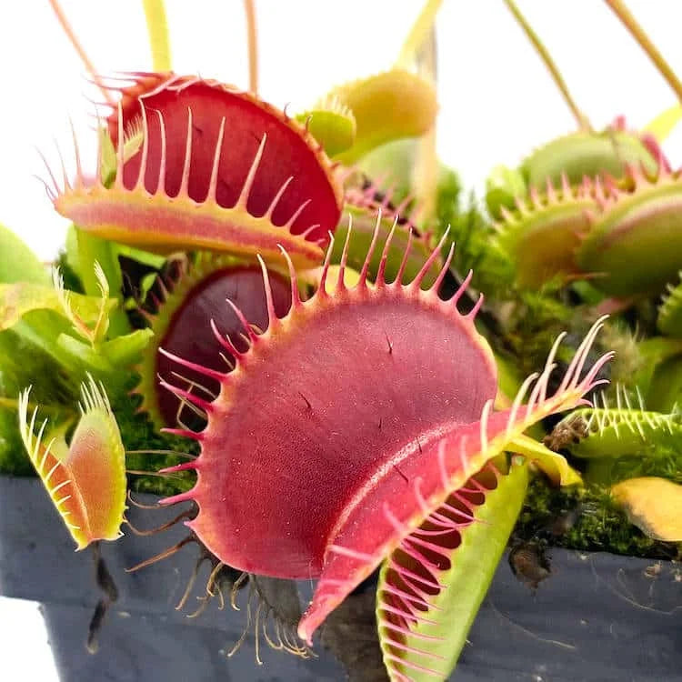 Dionaea muscipula „SL 14“ 大森食虫植物農園