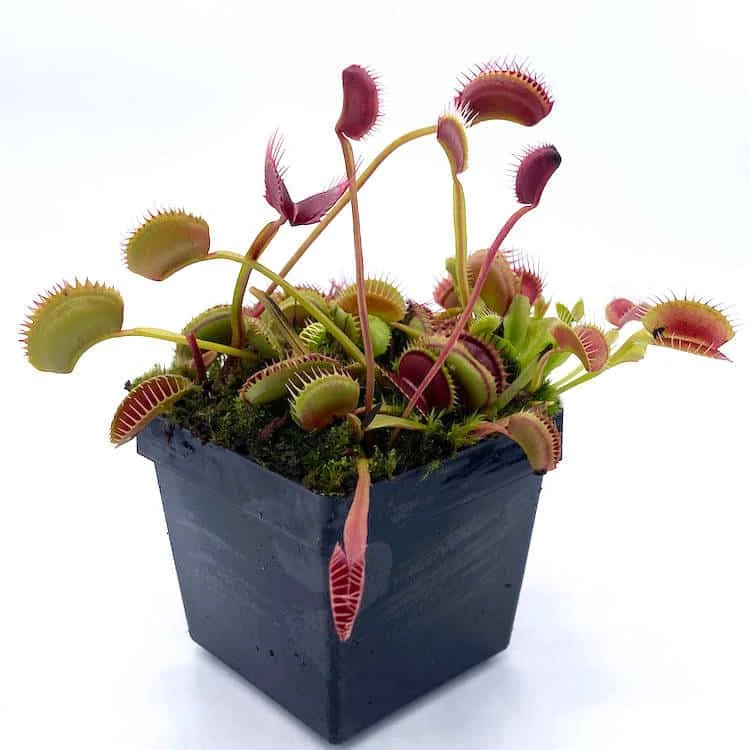 Dionaea muscipula „SL 14“ 大森食虫植物農園